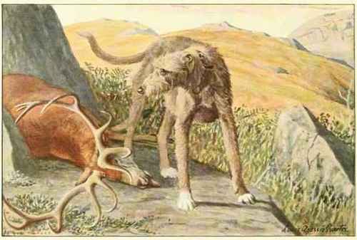 Scottish Deerhound.