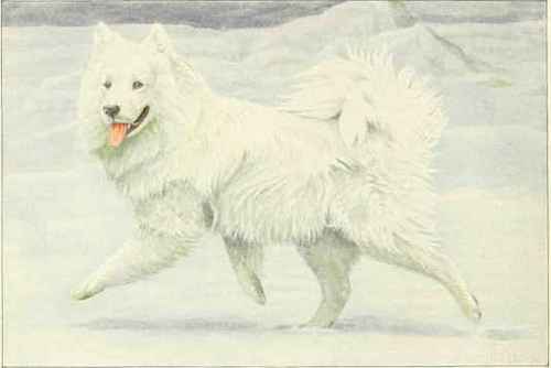 Siberian Reindeer Dog Or Samoyed.