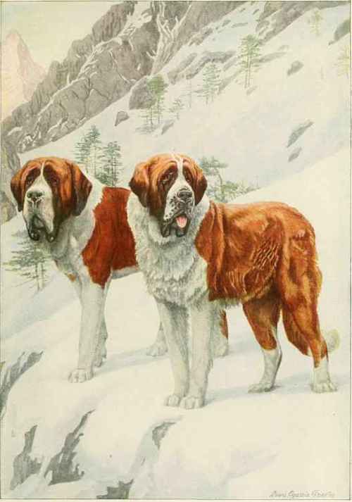 Smooth St. Bernard, Rough St. Bernard.