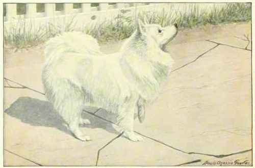 Spitz.