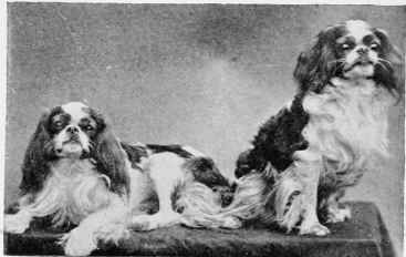 BOWSIE AND BEACONSFIELD.