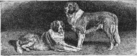 Before Whelping