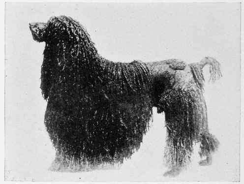 THE BLACK CORDED POODLE, JOE II.