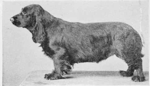 THE FIELD SPANIEL, BRIDFORD PERFECTION.