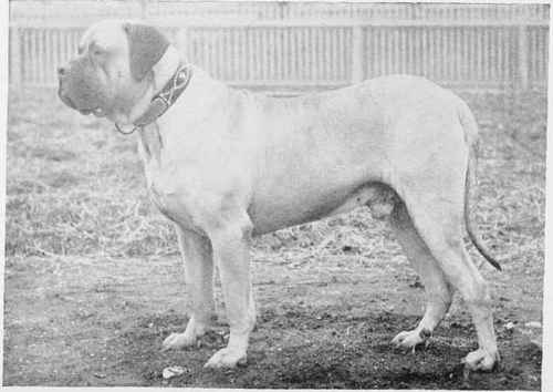 THE MASTIFF, MINTING