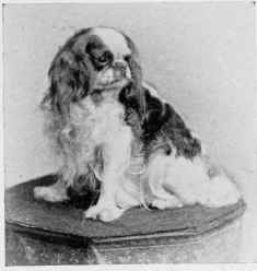 The Blenheim, Dandy.