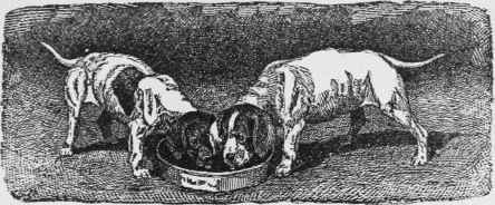 Varieties Of Animal Foods