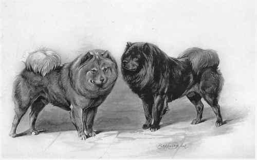 The Chow Chow.