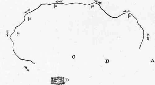 The Collie Or Sheep Dog 8