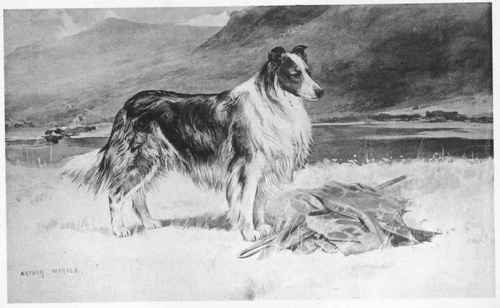 The Collie Or Sheep Dog.