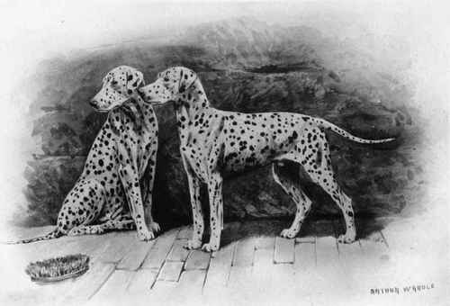 The Dalmatian.