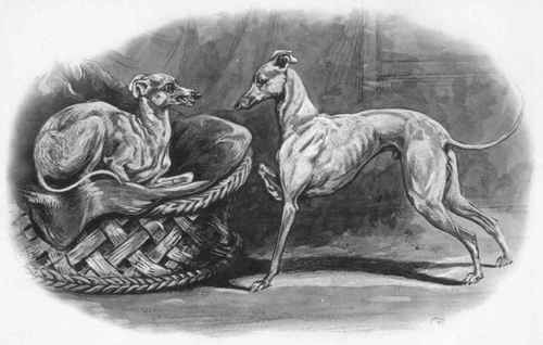 The Italian Greyhound.