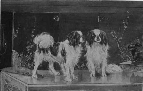 The Japanese Spaniel.