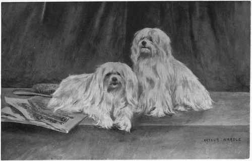 The Maltese.