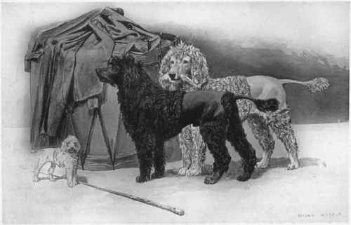 The Poodle.