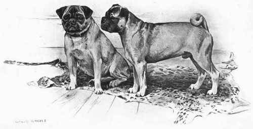 The Pug.