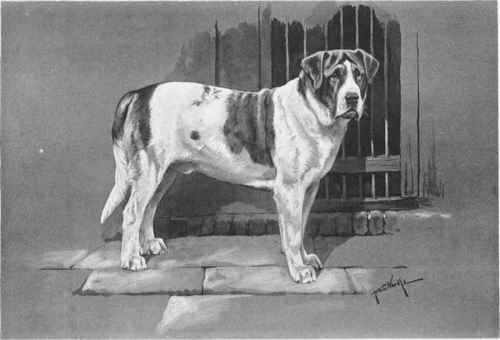 The St Bernard 5