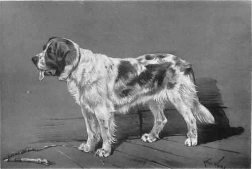 The St. Bernard.