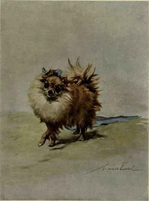 The English Springer