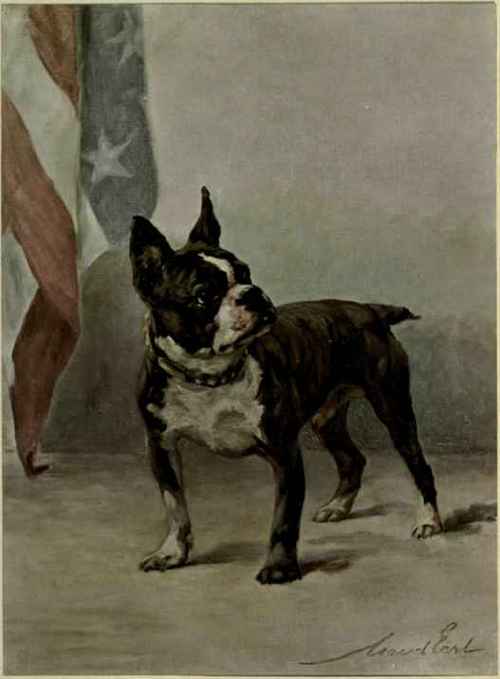 The Griffon Bruxellois