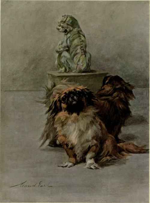 The Miniature Pomeranian