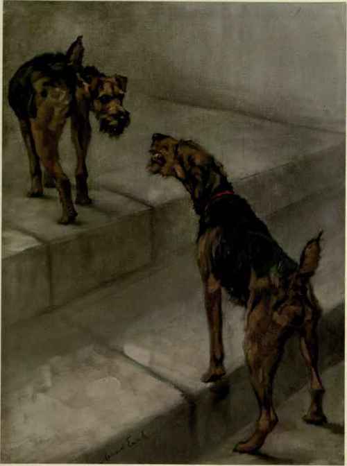 The Scottish Terrier