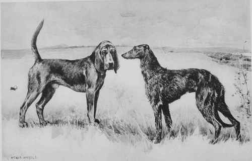 A History And Description Of The Modern Dogs Of Gr 3