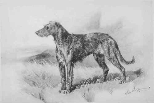 THE IRISH WOLFHOUND.
