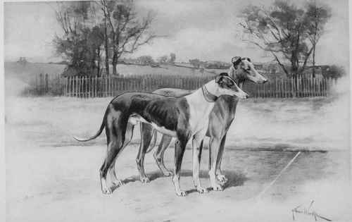 THE WHIPPET.