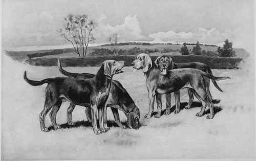 The Beagle Disqualifying Point