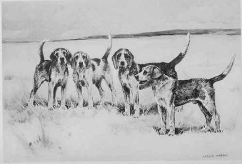 WELSH HOUNDS.