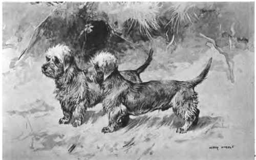 The Dandie Dinmont Terrier.