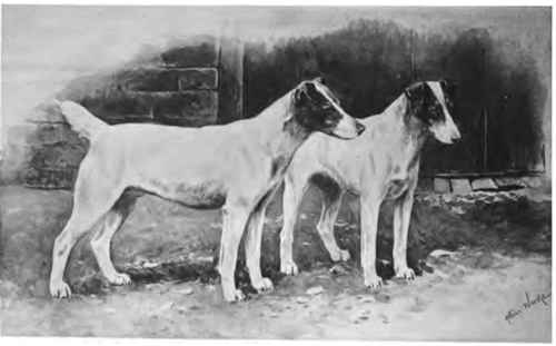 The Fox Terrier.