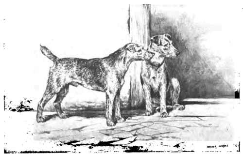 The Welsh Terrier.