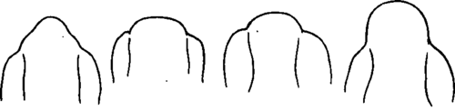 Different Shapes of Skull