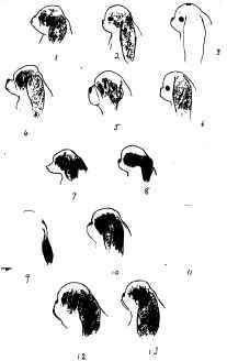 Different Types of Head