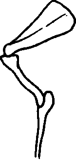 Good Shoulder