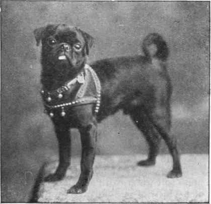 BLACK PUG. Fiji owned by Miss Hyde,