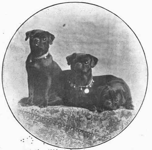 Miss Murray's Black Pugs