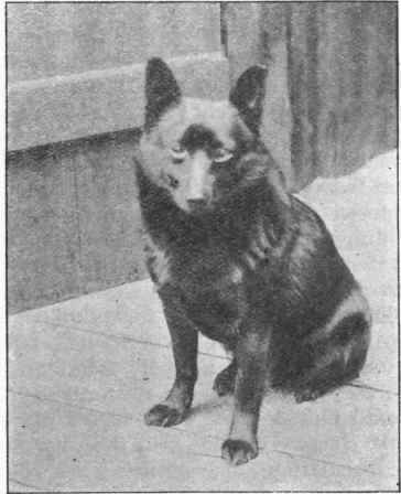 SCHIPPERKE. Fandango owned by Dr. Freeman.