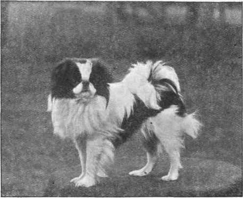 TYPICAL JAPANESE SPANIEL.