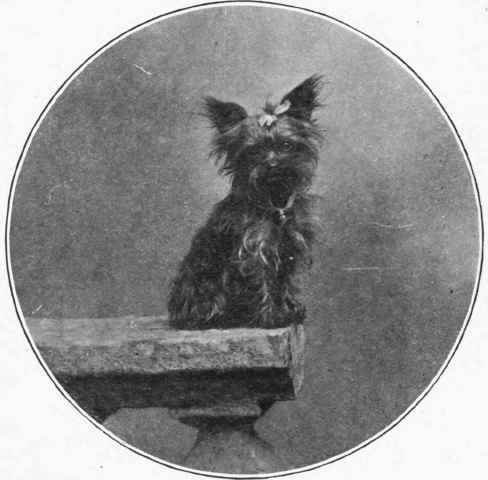 YORKSHIRE TERRIER. Trixie, owned by Miss O'Donnell.