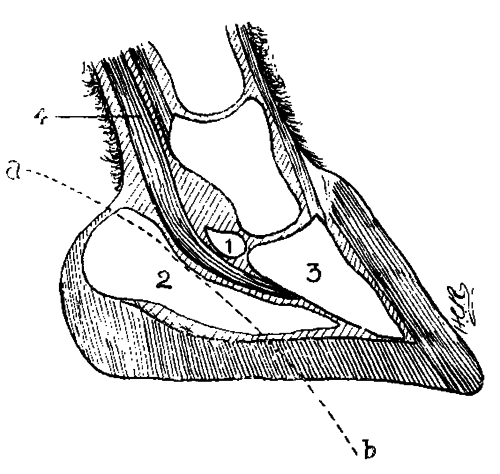 Fig. 165. Diagram Showing The Course Taken By The Needle When Setoning The Frog