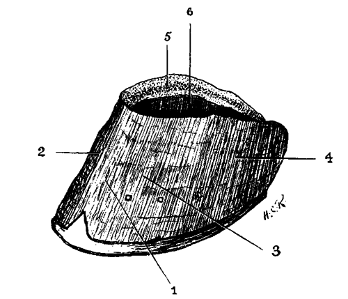 Fig. 19. The Wall Of The Hoof