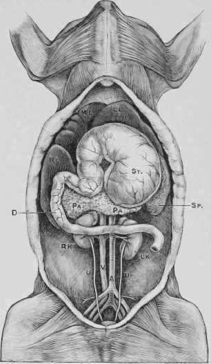Abdomen Laid Open.
