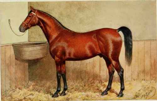 CLEVELAND BAY, SPECIALITY 1562.