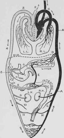 Diagram of Circulation.