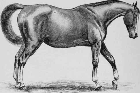 Flatulent Colic. The x indicates the point where the trochar is introduced.