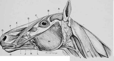 Head of Horse, showing Positions of the Parotid Gland and Duct.