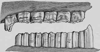 Overgrowth of Anterior Molar below and Posterior Molar above from want of Contact.